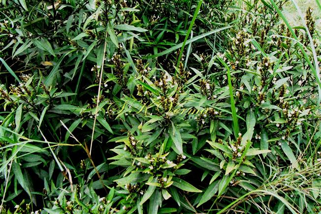  Plants